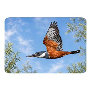 Kingfisher Male in Flight